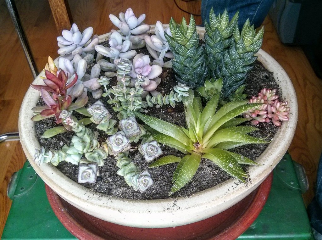 February Succulents 2
