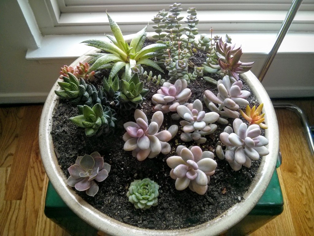 February Succulents 1