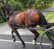 Horse